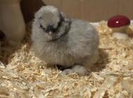 Grajewo ogłoszenia: 