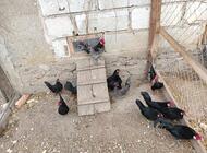 Grajewo ogłoszenia: Sprzedam kury ozdobne rasy bantamki posiadam 8 kur i 4 koguty cena... - zdjęcie