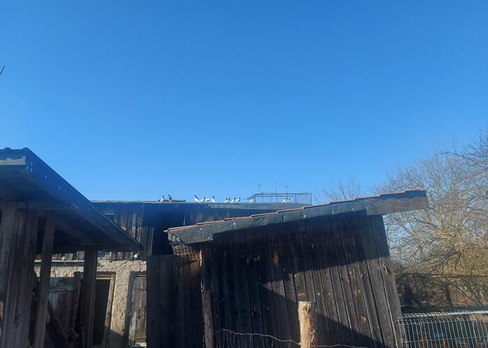 Grajewo ogłoszenia: Sprzedam 50 murzynów 10zł za sztuke nr tel 508081721