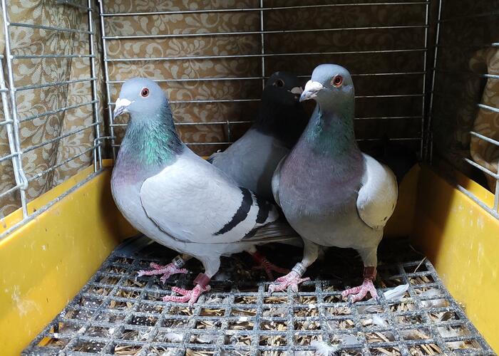 Grajewo ogłoszenia: Sprzedam gołębie widoczne na zdjęciach. Para siwych samiec DV...