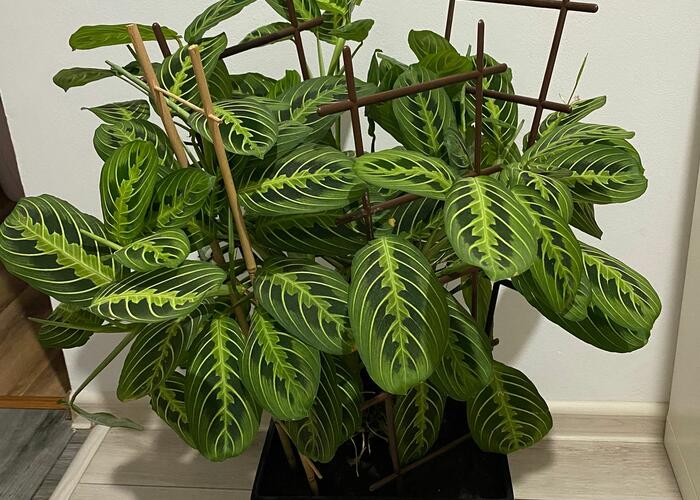 Grajewo ogłoszenia: Sprzedam kwiatek ( Maranta) bardzo ładny. Wysokość z doniczką...